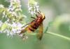 Volucella zonaria